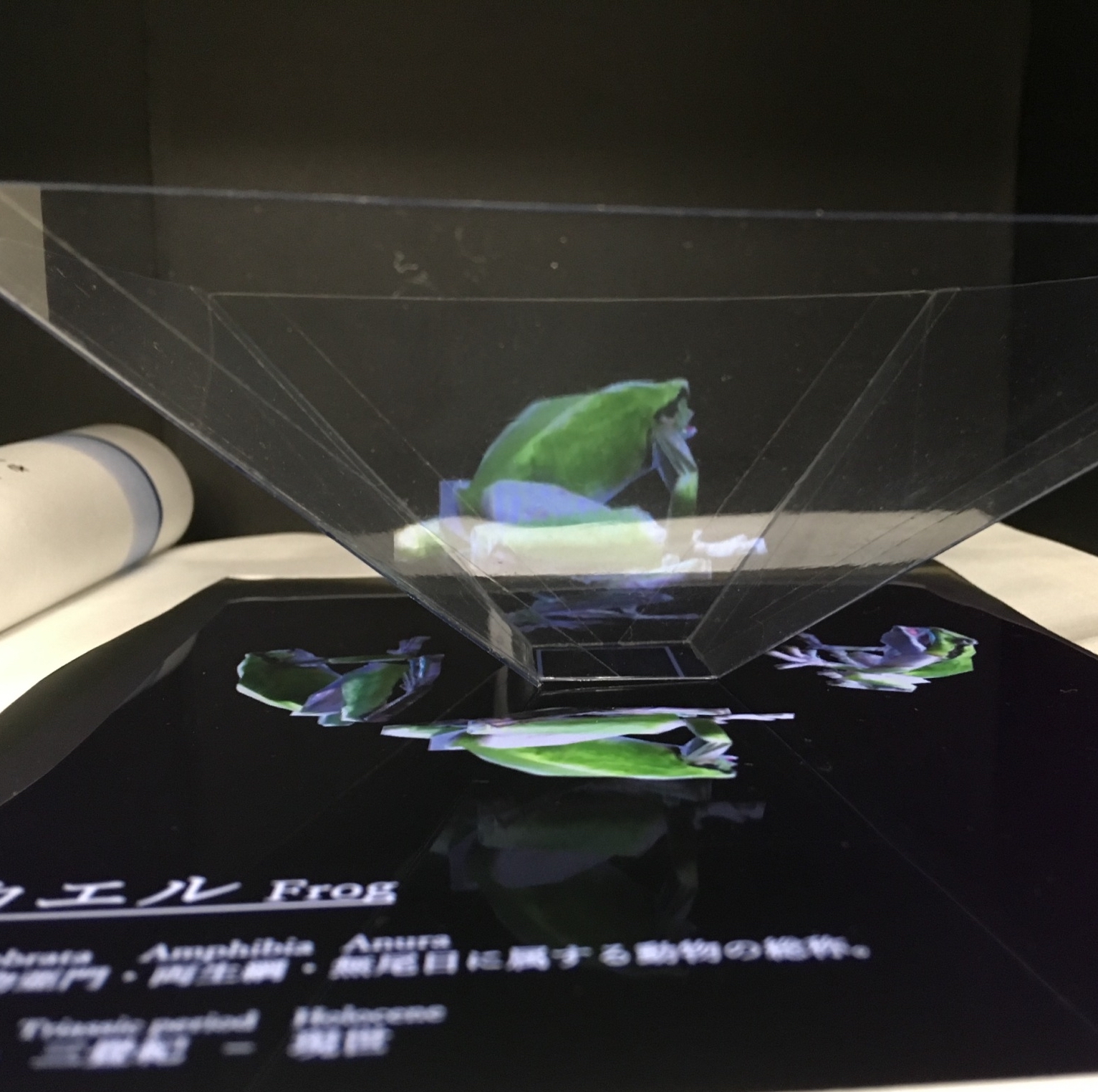 3Dデジタル教科書，カエルの図